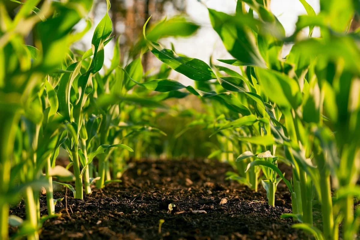 Agricultural field background